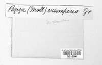 Image of Mollisia erumpens